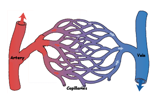 A visual illustration of capillaries from class 7th science chapter 7 - Transportation in Plants And Animals