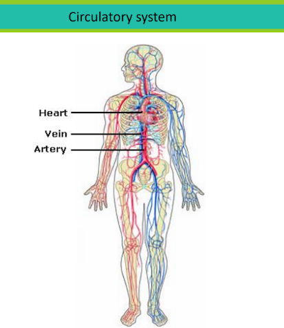 A visual representation of the circulatory system which is a part of Class 7 math chapter 7 - Transportation in Plants And Animals