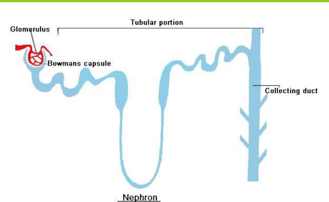 A visual representation of nephron - The excretory unit from class 7th Science chapter 7- Transportation in Plats and Animals