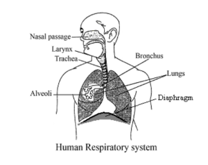 A visual representation of the human respiratory system from class 7 science chapter 6 - Respiration in organisms