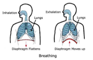 a visual representation of the mechanism of breathing from class 7 science chapter 6 - respiration in organisms