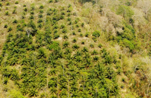 Jhoom farming keeps the soil fertile. - Whose Forests