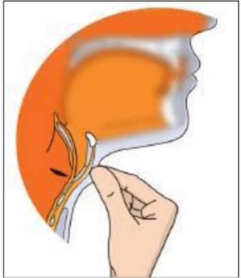 A visual depiction of the human sound production from class 8 science chapter 10 - sound