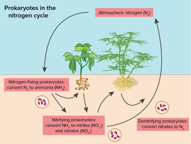 a visual representation of Synthesis of Different Foods, from  class 7 science chapter 1 - Nutrition in Plants