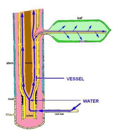 a visual representation of Transportation of Minerals in plants, from  class 7 science chapter 1 - Nutrition in Plants