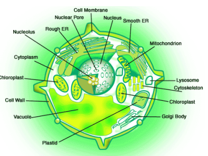 a visual representation of cells, from  class 7 science chapter 1 - Nutrition in Plants