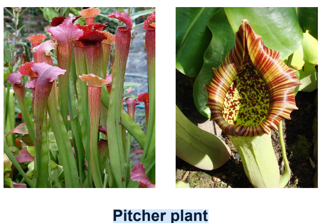 a visual representation of Insectivorous Plants, from  class 7 science chapter 1 - Nutrition in Plants