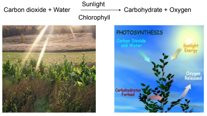 a visual representation of photosynthesis equation, from  class 7 science chapter 1 - Nutrition in Plants