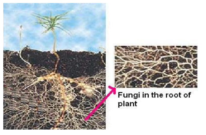 a visual representation of Symbiotic Relationships from  class 7 science chapter 1 - Nutrition in Plants