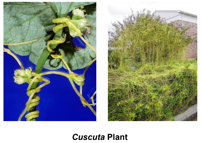 a visual representation of Parasitic Plants as an example of Autotrophic nutrition, from  class 7 science chapter 1 - Nutrition in Plants