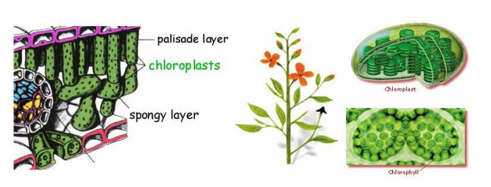 a visual representation of pigments in plants, from  class 7 science chapter 1 - Nutrition in Plants