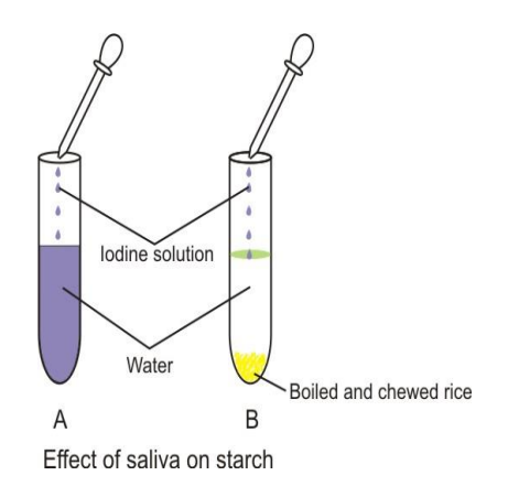 A visual representation of the TESTING THE EFFECT OF SALIVA Form class 7 Science Chapter 2- Nutrition In Animals