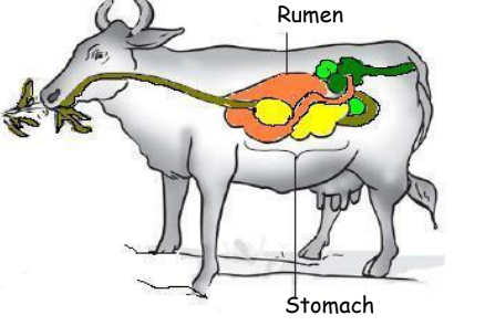 A visual representation of the Human Digestive System Form class 7 Science Chapter 2- Nutrition In Animals