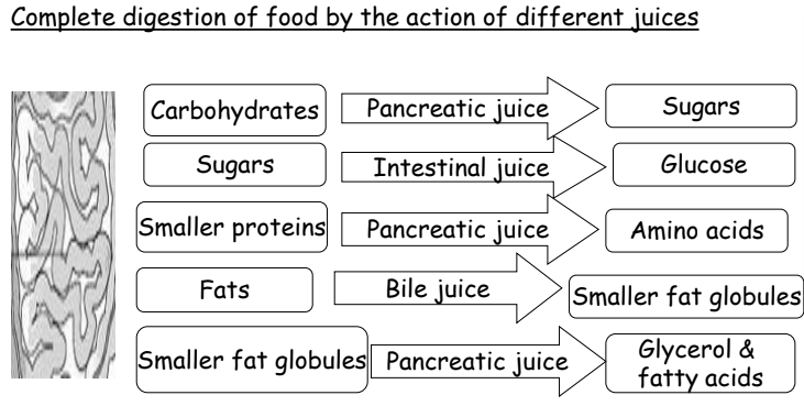 A visual representation of complete digestion of food by the action of different juices Form class 7 Science Chapter 2- Nutrition In Animals