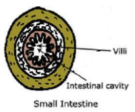 A visual representation of the Absorption of Digested Food Form class 7 Science Chapter 2- Nutrition In Animals