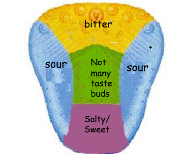 A visual representation of the positions of taste buds on tongue Form class 7 Science Chapter 2- Nutrition In Animals