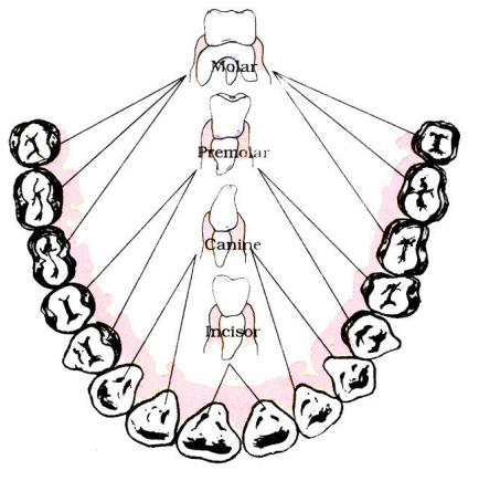 A visual representation of the Mouth and Buccal Cavity Form class 7 Science Chapter 2- Nutrition In Animals