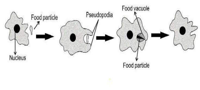 A Visual representation of feeding in Amoeba rom class 7 science chapter 2 - Nutrition In Animals