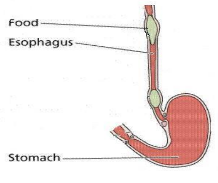 A visual representation of the Digestion in the Alimentary Canal Form class 7 Science Chapter 2- Nutrition In Animals