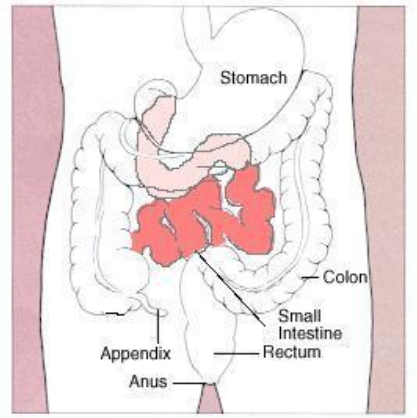 A visual representation of the Human intestine System Form class 7 Science Chapter 2- Nutrition In Animals