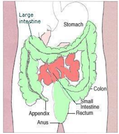 A visual representation of the large Intestine Form class 7 Science Chapter 2- Nutrition In Animals