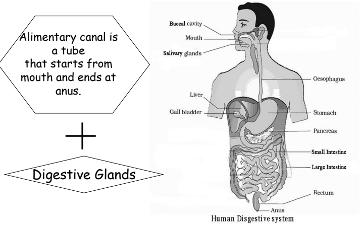 A visual representation of the Human Digestive System Form class 7 Science Chapter 2- Nutrition In Animals