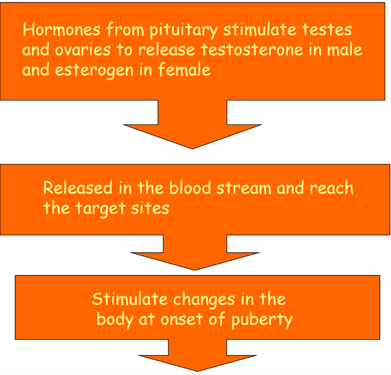 A visual representing the flow of hormonal influence from class 8th science chapter 7 - Reaching the Age of adolescence