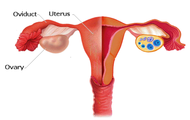 A visual representation of Female Reproductive Organs from class 8 science chapter 6 - Reproduction in Animals