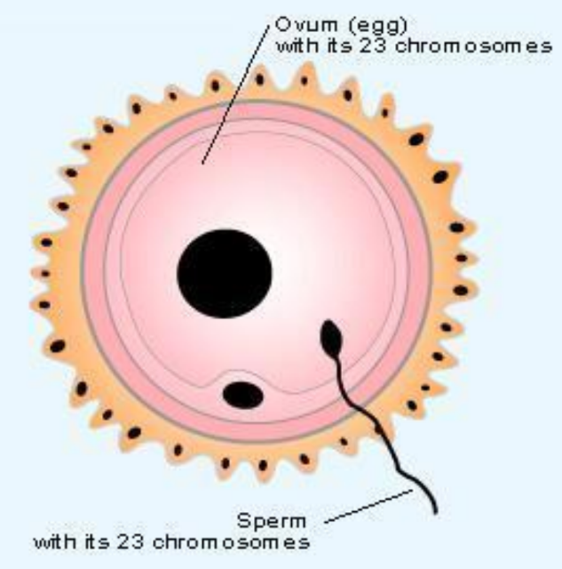 A visual representation of Internal fertilization from class 8 science chapter 6 - Reproduction in Animals