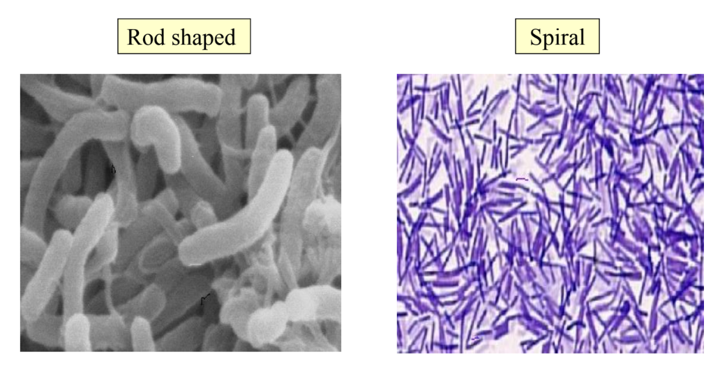 A visual representation of classification of microorganisms into various kinds