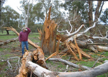 a visual representation of destruction by lightening from class 8th science chapter 12 - some natural phenomenon