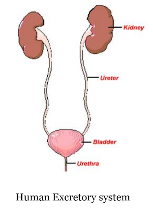 A diagram of the human excretory system from class 7th science chapter 7 - Transportation in Plants and Animals