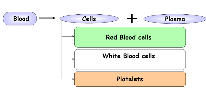 A visual of the composition of blood from the chapter - Transportation in plants and animals