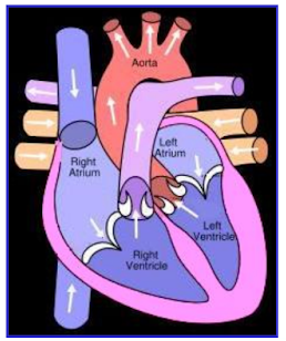 A diagram of the human heart from class 7 - Science Chapter 7 - Transportation In Plants and Animals