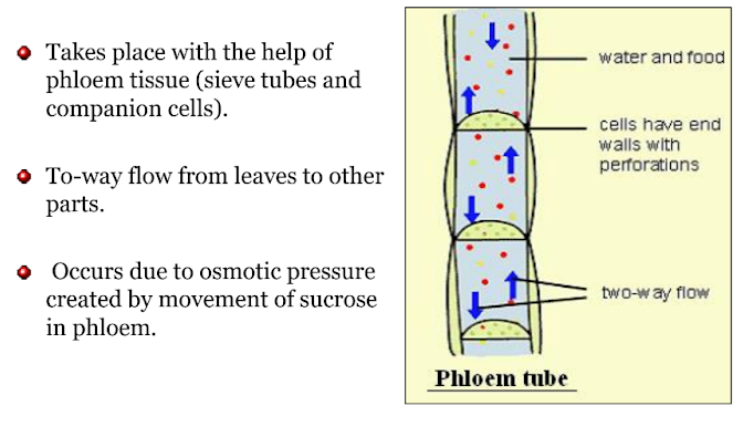 A visual representation of Transport of Food and other substances (Translocation) from the chapter - Transportation in Plants And Animals