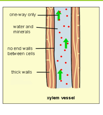 A visual representation of transport of water and minerals in plants from the chapter - Transportation in plants and animals.