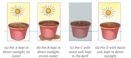 a visual representation of the Essential Conditions for Germination of a Seed from class 6 science