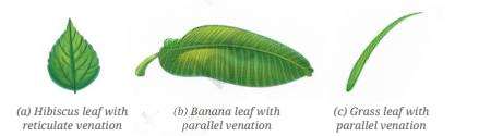 A visual of types of leaves from class 6 science chapter 2 - Diversity in the living world