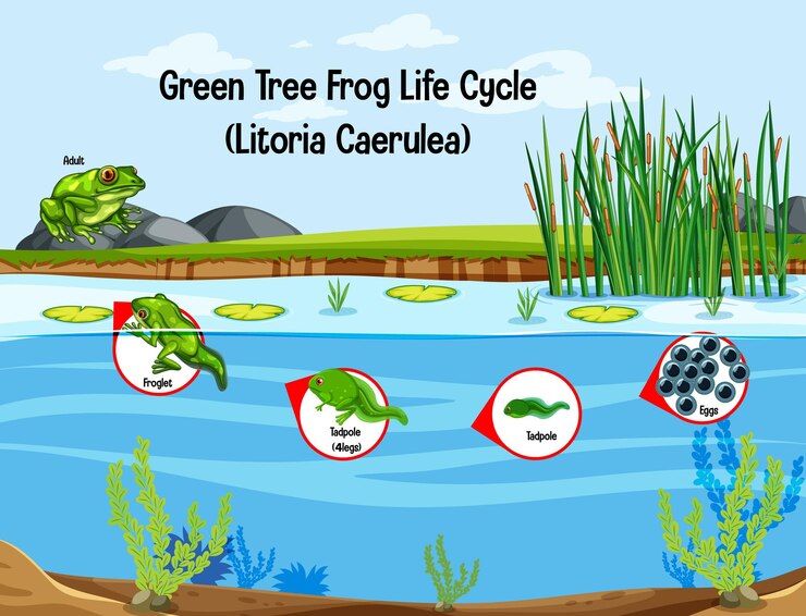 A visual representation of a life cycle of a frog from class 6 science chapter 10 - Living Creatures