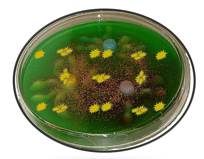 Example of replication of bacteria from class 12 math chapter 9 - Differential Equations