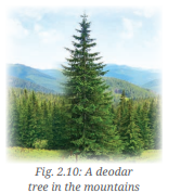 A visual of a deodar tree in the mountains from class 6 science chapter 2 - Diversity in the living world