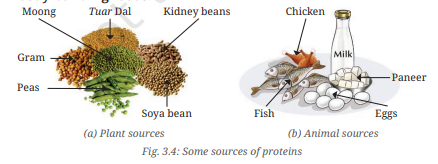 Come sources or proteins from class  6 science chapter 3- Mindful Eating