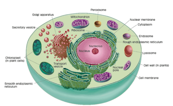 a visual representation of organelles from class 9 science chapter 5 The fundamental unit of life