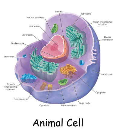 a visual representation of animal cells from class 9 science chapter 5 The fundamental unit of life