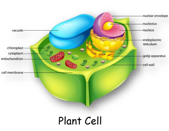 a visual representation of plant cells from class 9 science chapter 5 The fundamental unit of life