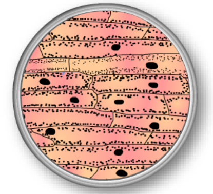 a visual representation of living cells observed with a microscope from class 9 science chapter 5 The fundamental unit of life