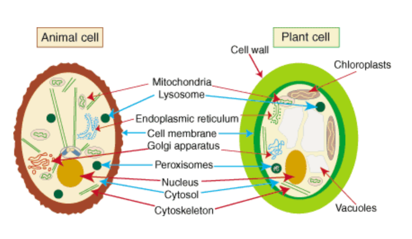 a visual representation of Differences Between Plant and Animal Cells from class 9 science chapter 5 The fundamental unit of life