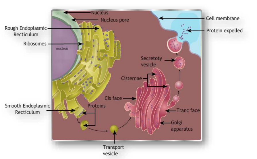 a visual representation of Endoplasmic Reticulum from class 9 science chapter 5 The fundamental unit of life