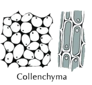 A visual representation of cholenchyma cells from class 9 science chapter 6 - Tissues