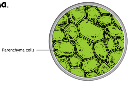 A visual representation of parenchyma cells from class 9 science chapter 6 - Tissues